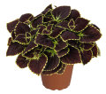 Palettblad Coleus